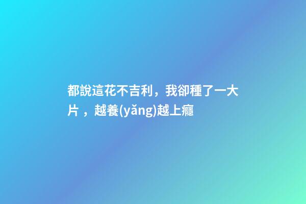 都說這花不吉利，我卻種了一大片，越養(yǎng)越上癮